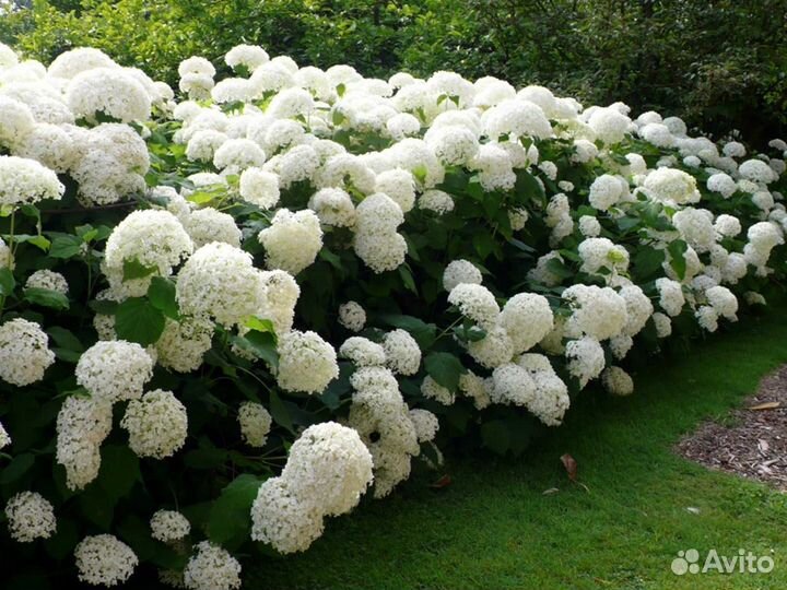 Гортензия белая Аннабель, хризантемы розовые