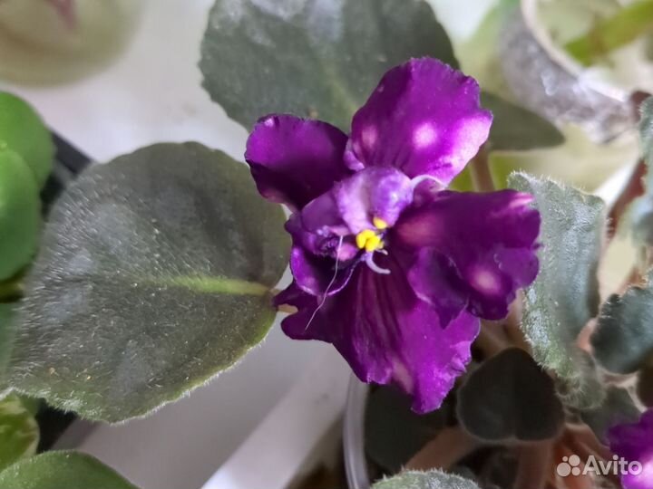 Ае - Млечный путь