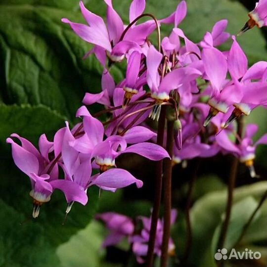 Додекатеон Джефри