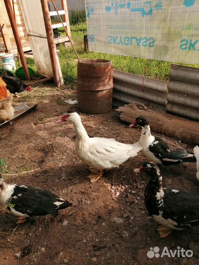 Мускусные утки