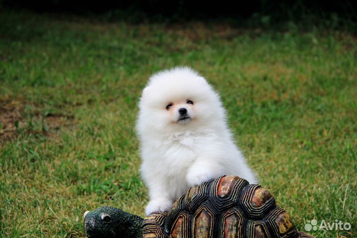 Белый Мишка мальчик.шпиц померанский