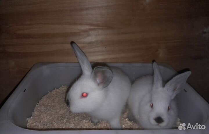 Чистопородные калифорнийские кролики