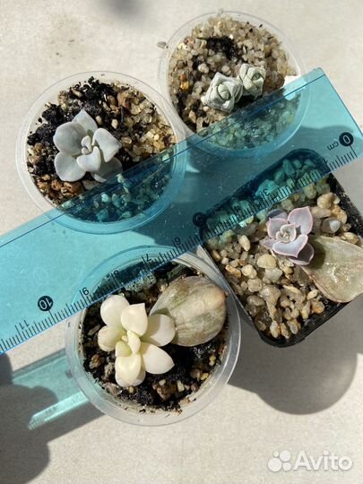 Коллекционные суккуленты; эхеверия; каудексные