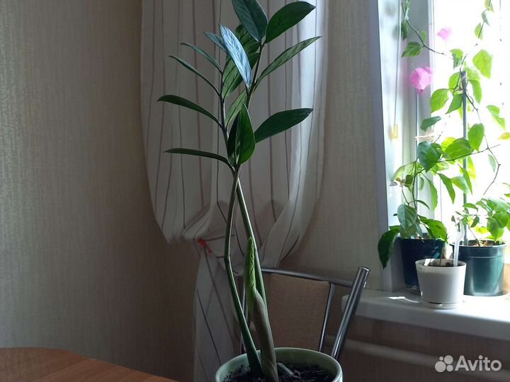 Пеперомия вар,глабелла,перескиелистнаяЗамиокулькас