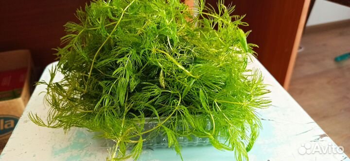 Роголистник в аквариум+ немного мха