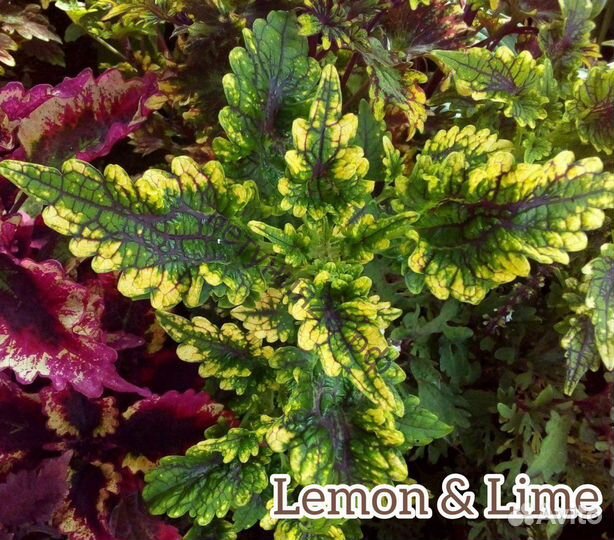 Колеусы сортовые вегетативные