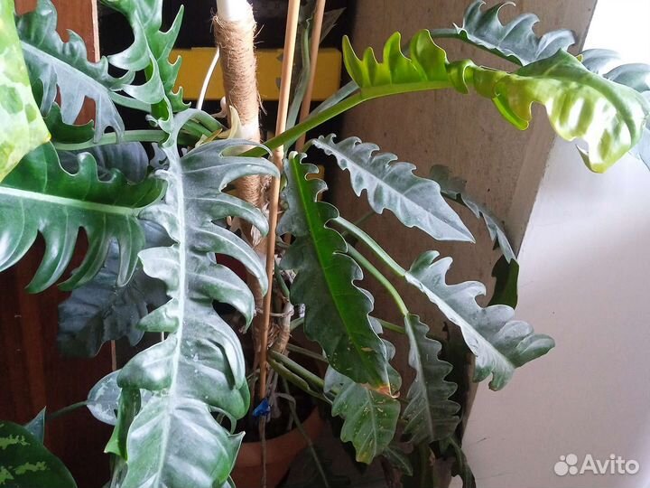 Филодендрон Джангл буги