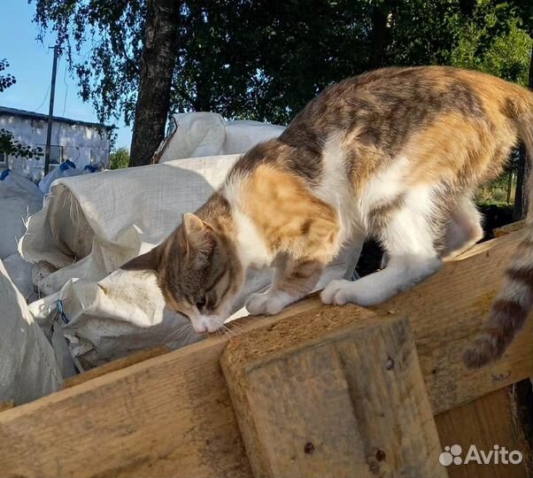 Трехцветная девочка на ферме