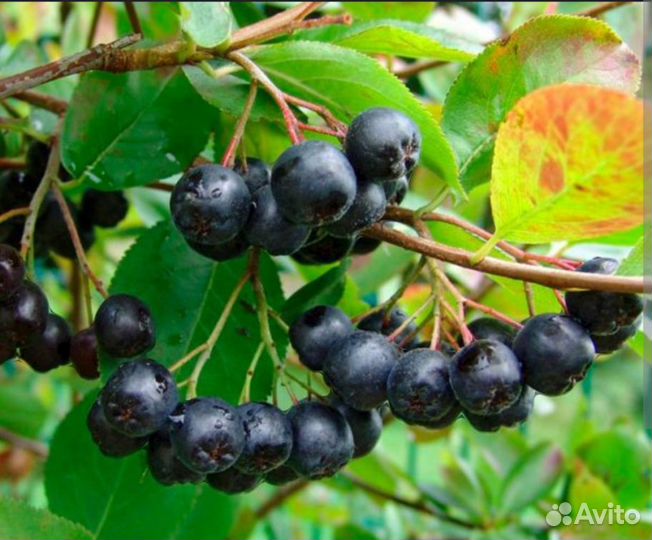 Черноплодная рябина саженцы