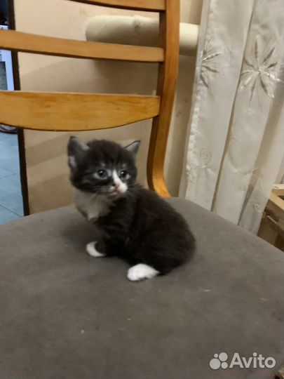 Британский кот