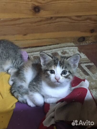 Котёнок, в добрые руки