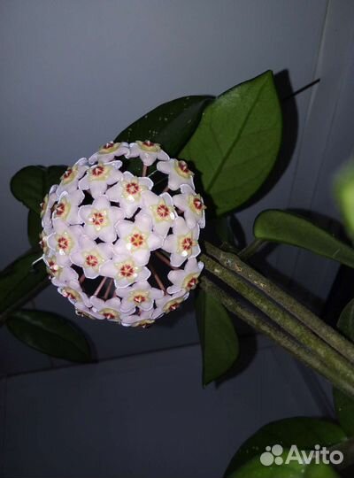 Хойя отростки