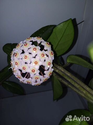 Хойя отростки