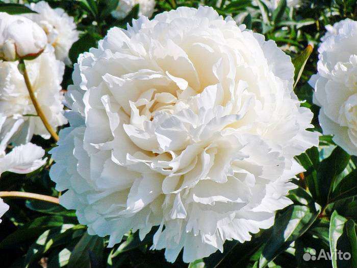 Пион Боул оф Крим