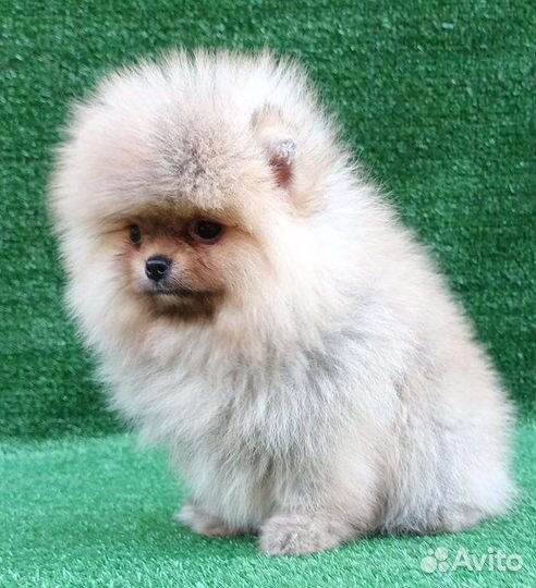 Померанский шпиц медвежьего типа mini