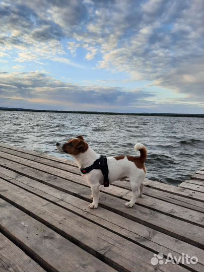 Вязка джек рассел терьер