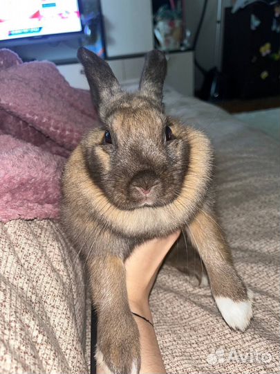 Декоративный кролик мальчик