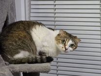 Стерилизованная вислоухая кошка ищет дом