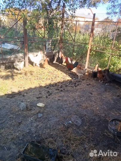 Курица домашняя