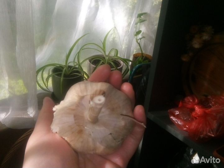 Чеснок на посадку и поесть шикарный