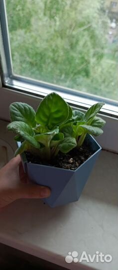 Фиалки детки