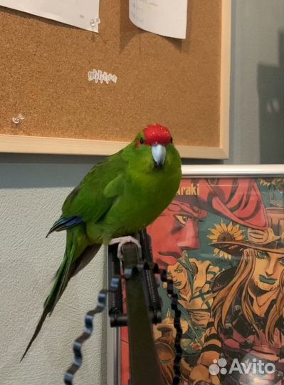 Попугай Какарик
