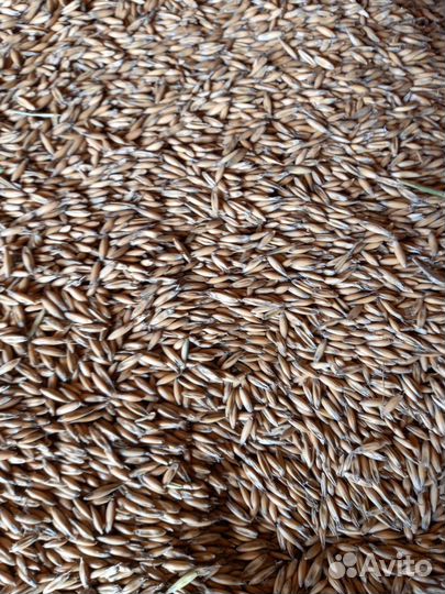 Гречка вторичка