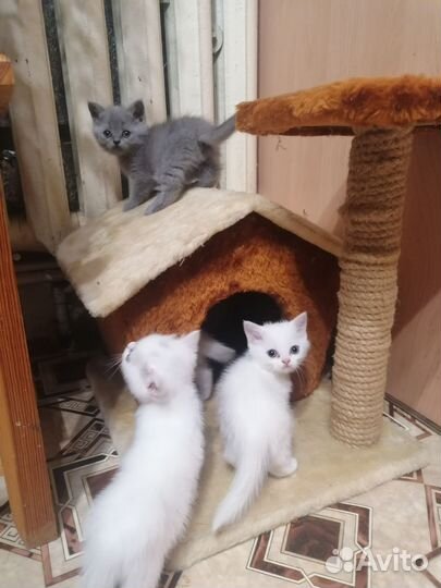 Британские котята