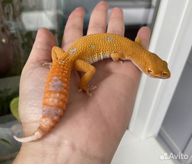 Геккон эублефар