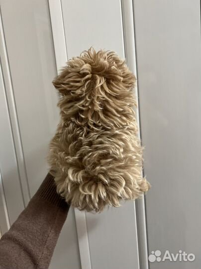 Мальтипу ф1 микро baby face мальчик Корея