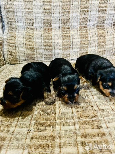 Щенки и собаки