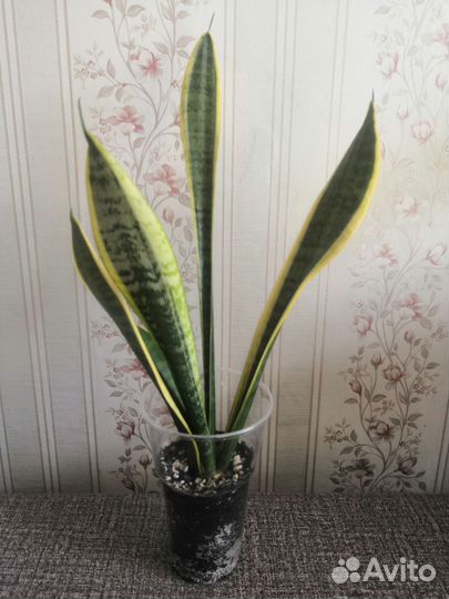 Сансевиерия футура суперба