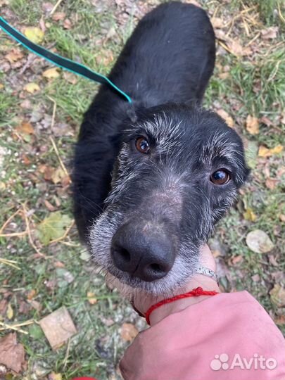 Собака Боря ищет дом