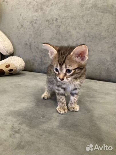 Самый трогательный котенок в мире