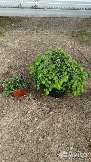 Тсуга, микробиота информация в описании