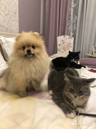 Кошка в дар бесплатно