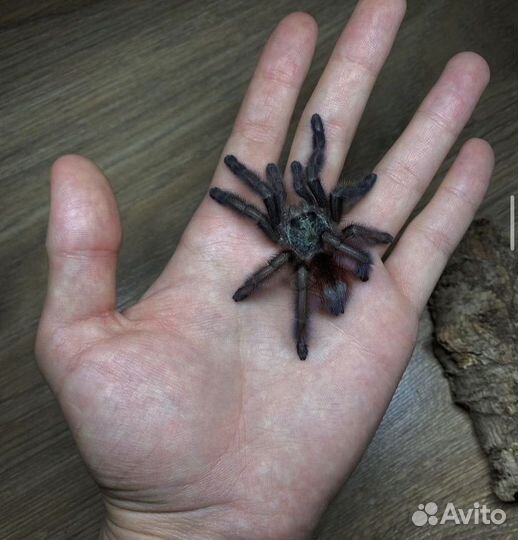 Пауки Птицееды Скорпионы Корм Террариумы