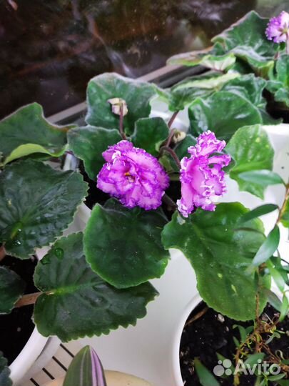 Фиалка в горшках