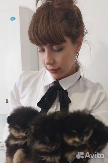 Маленькая собачка
