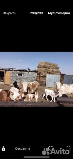 Продажа дойных коров