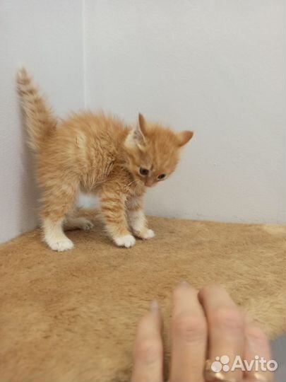 Котенок
