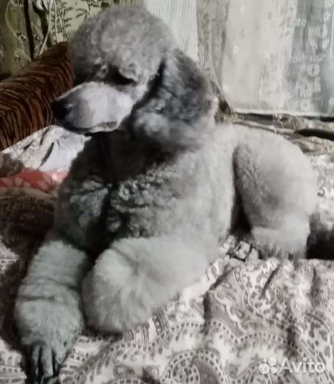 Карликовый пудель вязка
