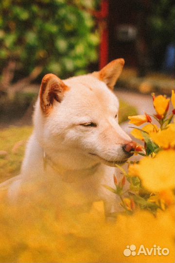 Объектив canon 28mm 1.8