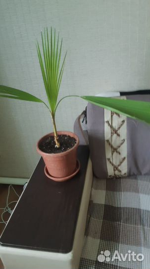 Пальма вашингтония