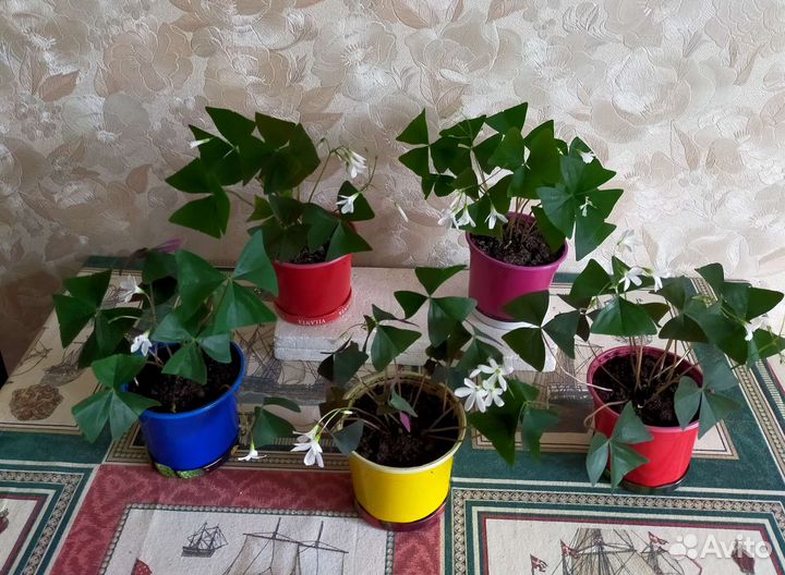 Кислица оксалис.Зеленая