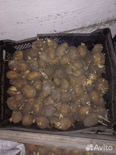 Семенной картофель