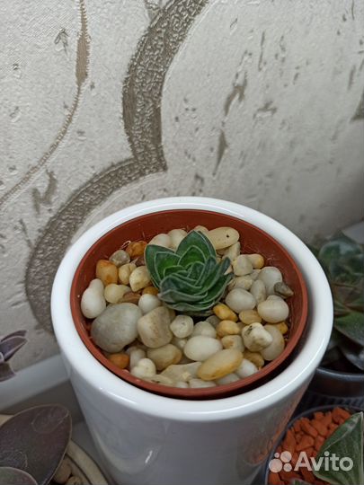 Сортовые крассулы (толстянки)