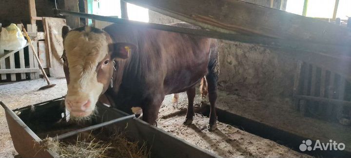 Продам быков белоголовые цена договорная