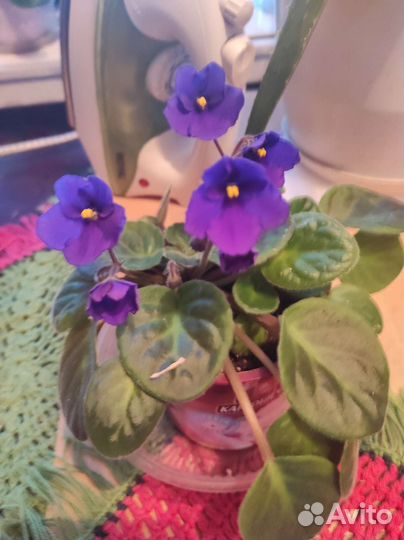 Фиалки цветущие в горшке