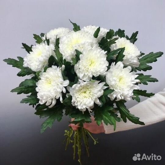 Букет из одноголовых хризантем 85 шт
